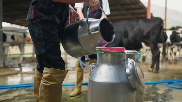 Close up of farmers pouring fresh milk into metal container after milking in cowshed.