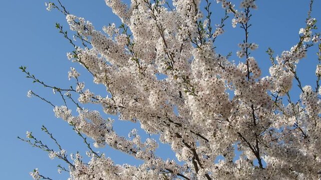 【4K】水面の光に煌めく桜：弘前公園の満開のソメイヨシノ。青森の幻想的な春の風景素材[4K] Glowing Cherry Blossoms at Hirosaki Park: Sakura Reflecting Water Light, Stunning Spring Scenery 撮影日：20260419-8