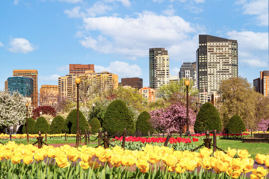 A vibrant bed of yellow tulips blooms in the foreground of the Boston Public Garden, offering a colorful contrast to the lush spring foliage and the towering skyscrapers of the city skyline beyond.