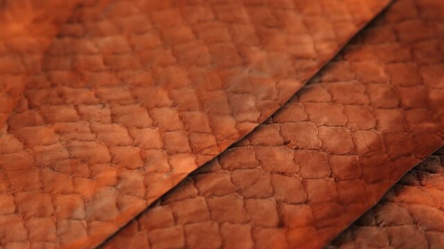 Closeup of textured snake scales. Macro view of serpent skin with rich details. Artistic macro photograph highlighting textured patterns and warm tones of snake skin