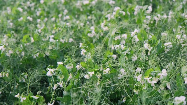 Young pea field in bloom, sea of delicate white flowers across verdant rows, sunlit leaves swaying in soft breeze, closeup texture of stems and petals, rural farmland atmosphere