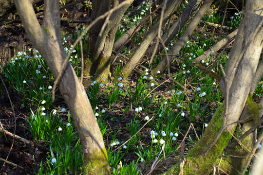 A multitude of fragile spring snowflakes are scattered across a forest glade between thin tree trunks and wet soil. Sunlight illuminates the delicate white bells, emphasizing the natural beauty of pri