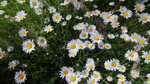 Dense daisy carpet covering green turf, overhead view shows clustered white blooms with golden centers, charming cottage lawn scene ready for picnic and outdoor play