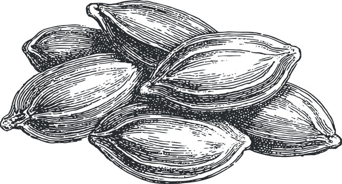 cardamom seeds close up hand drawn spice pods with detailed texture herbal seasoning ingredient illustration