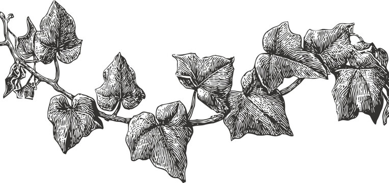 Detailed black and white ivy vine illustration with textured leaves and twisting stems