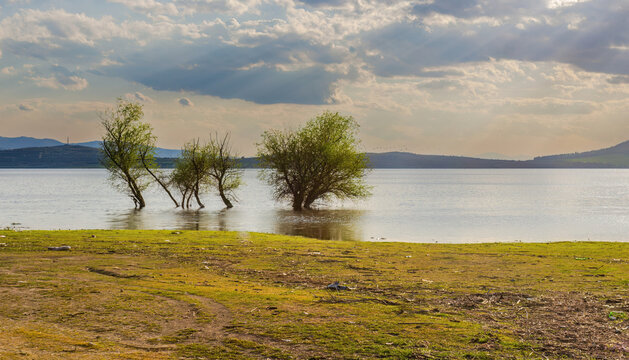 Landscape trees in water