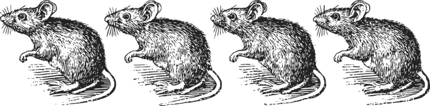 Vintage illustration of a small mouse in four different poses, detailed black and white sketches