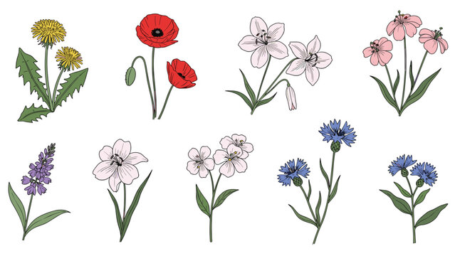 Hand drawn botanical collection of various wildflowers including poppy, dandelion, lily, and cornflower in a delicate vintage style.