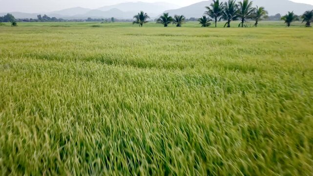 High quality 4K 60fps drone footage capturing a fast, low altitude flight over a lush green rice paddy. The camera moves quickly above the crops, showing the wind blowing through the rice plants and c