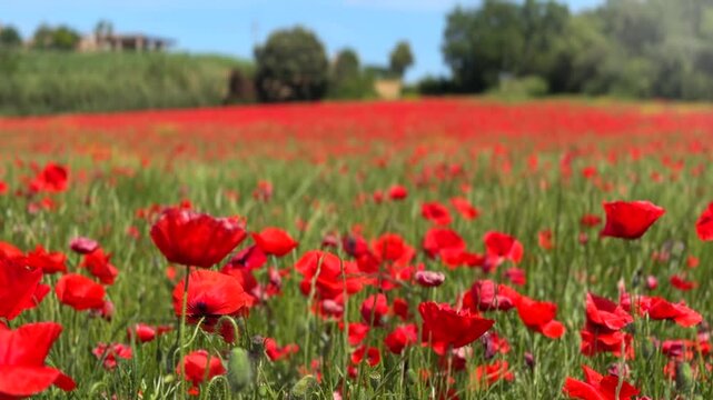 Poppy field, blooming poppy flowers, nature landscape. Poppy flowers field nature spring background. Rural landscape with red wildflowers. Countryside 