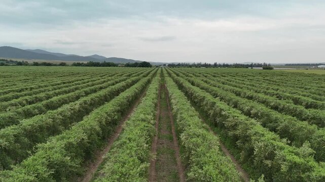 4K Aerial pull-back shot from symmetrical olive plantation rows.