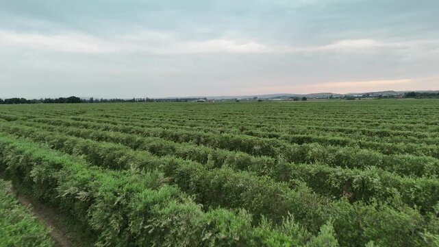 4K Aerial drone flight over super-intensive olive grove rows.