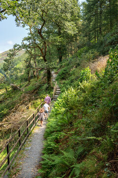 Father with two children walking along narrow forest path.