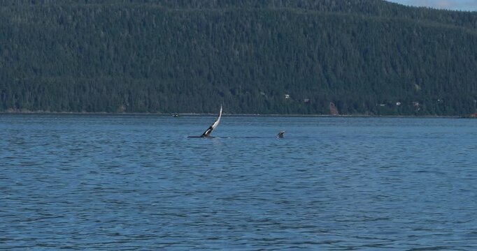 Humpback whale slapping the water with its flipper, Alaska.Whale Watching in Juneau.
