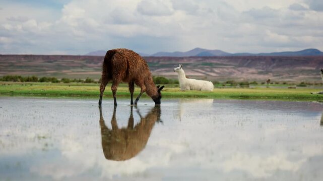 Reflection in shallow pool after rain in Siloli desert of llama grazing, Bolivia