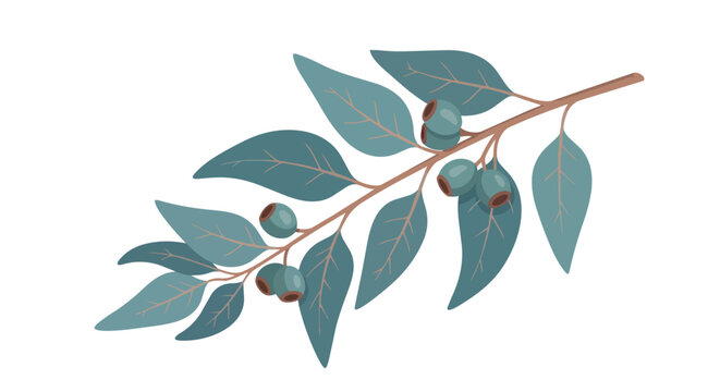 Eucalyptus Branch with Blue Green Leaves and Seed Pods Gumnuts Isolated on White Background Botanical Vector Illustration
