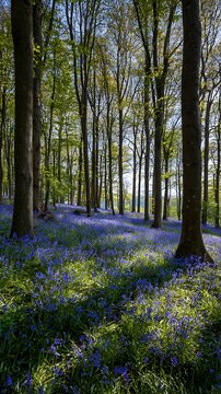 Sunlight streams through tall trees onto a vibrant bluebell forest floor