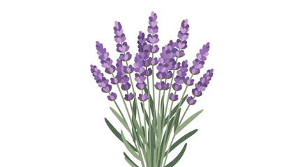 Obraz premium Beautiful Lavender Flower Bunch Vector Illustration - Purple Aromatic Herbs and Botanical Floral Elements Isolated on White