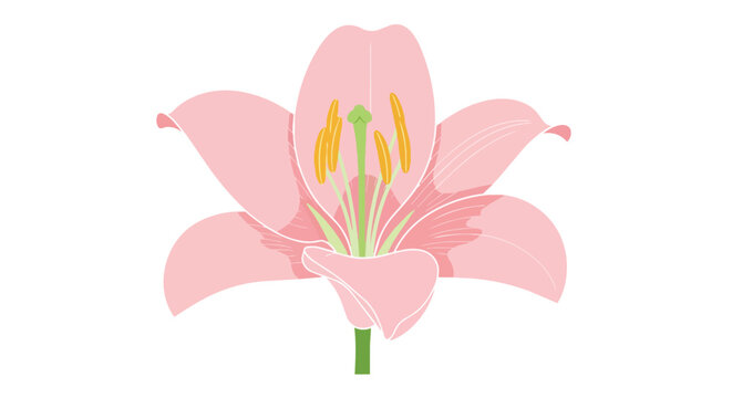Pink Lily Flower Illustration Isolated on White Background, Elegant Blooming Stargazer Lily Vector for Floral Design Elements