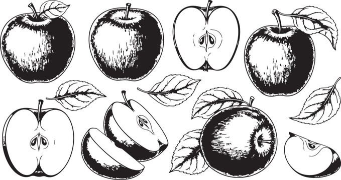 Vintage apple sketch engraving vector collection hand drawn fruit with leaves