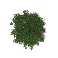 Naklejka premium tree top view, isolate on a transparent background, 3d illustration 