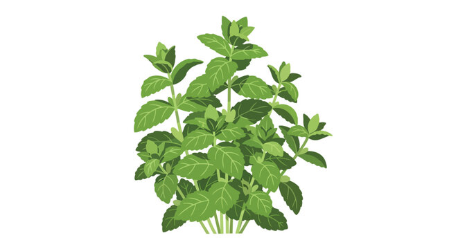 Fresh Green Mint Plant Vector Illustration, Herbal Peppermint Leaves for Cooking and Healthy Drinks, Isolated Spearmint Bush