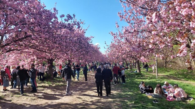 japanische Kirschbl&uuml;te auf der TV Asahi Kirschbl&uuml;tenallee in Berlin 