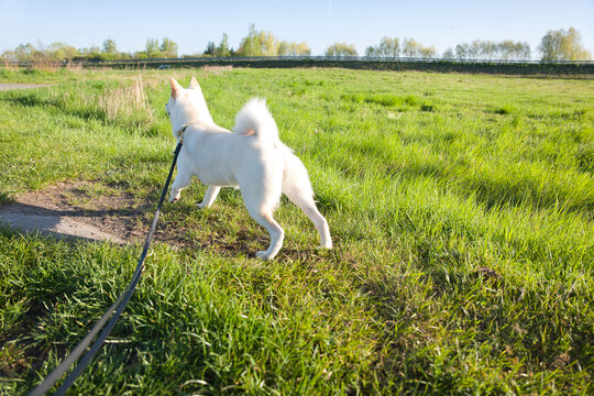 Hund scharrt nach dem er Kot abgesetzt hat.