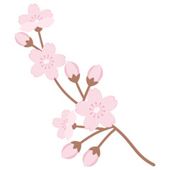 Obraz premium Cherry blossom branch with pink flowers isolated on transparent background
