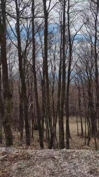   
Sentiero boschivo tra alberi spogli, con foglie secche e chiazze di neve in scioglimento. Atmosfera di fine inverno che introduce i primi segni di primavera