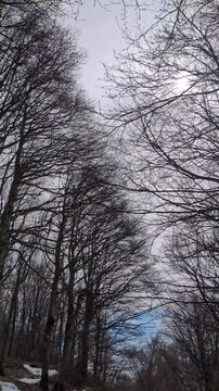 Ripresa dal basso di alberi alti e spogli contro un cielo grigio, con rami intricati che creano un motivo naturale grafico tipico del periodo invernale