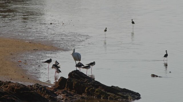 Black-faced Spoonbill and Black-winged Stilts Resting on Shoreline.