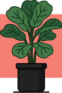 Green plant in black pot indoors.