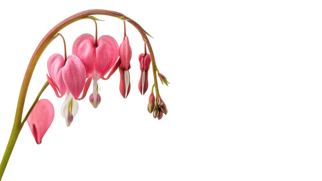 Pink flowers bleeding heart grow from a single stem in spring isolated on transparent background cut out