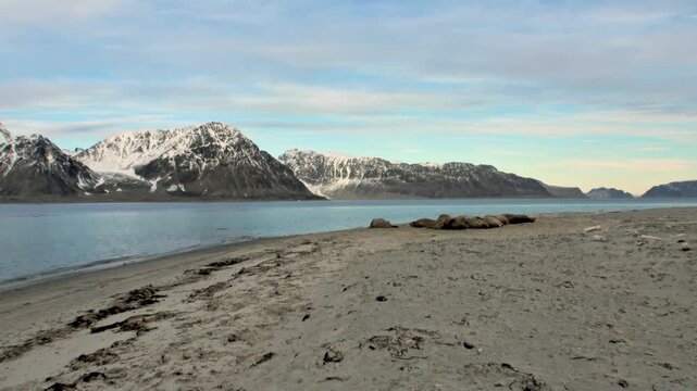 Observe Odobenus rosmarus, the Arctic Walrus, in a breathtaking slow motion encounter. A group of these tusked titans fiercely fights for territory and dominance within the pristine, shallow waters.