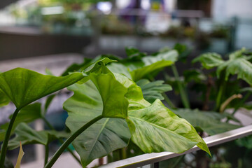 Lush Green Tropical Philodendron Leaves in Modern Interior Office or Mall Garden Setting © ammij