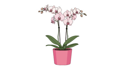 Obraz premium Elegant Pink Phalaenopsis Orchid Plant in a Pink Pot Vector Illustration, Blooming Indoor Houseplant Floral Design Isolated on White Background