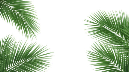 Fototapeta premium realistic palm leaf cluster with smooth shadows, PNG transparent background, eco tropical design copy.png
