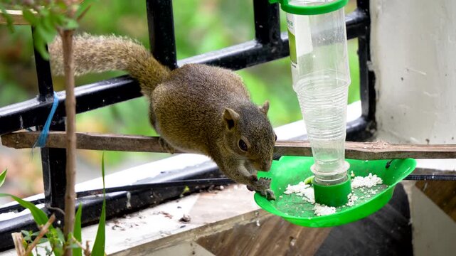Close up of a Squirrel eating rice from a birds feeder
