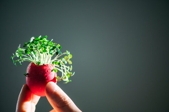 Hand holding a red Easter eggshell filled with fresh microgreens
