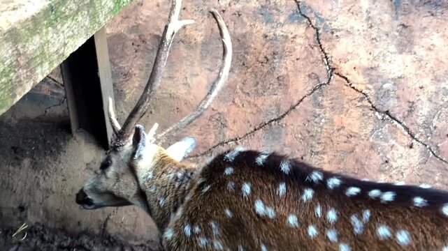 Close up of spotted deer fur texture and pattern in motion