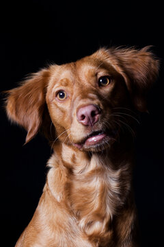 Nova Scotia Duck Tolling Retriever dog looking at camera