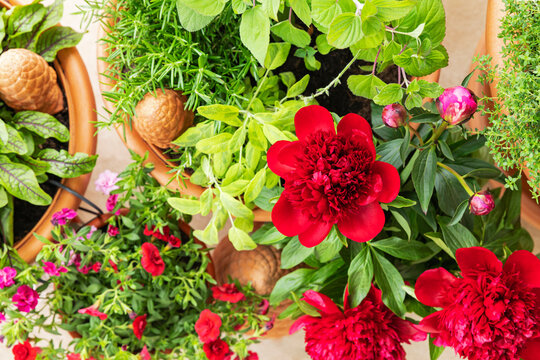Red peony and herbs on balcony urban garden with Million Bells