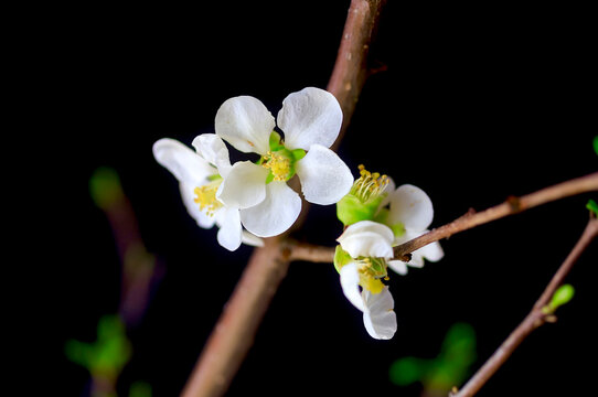 White flowering quince blossom on a black background