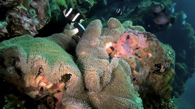 Beneath the turquoise waves of Raja Ampat, these clownfish playfully navigate among the flowing tentacles of their colorful Anemone. A peaceful moment unfolds in this underwater paradise.