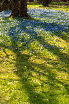 Blue scilla flower on grass in spring
