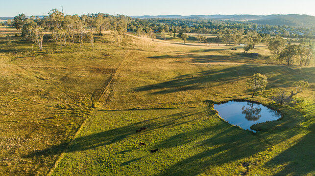 Long shadows over paddock at sunset with horses and dam in field