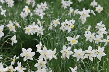 Fototapeta premium Daffodils in a garden in spring