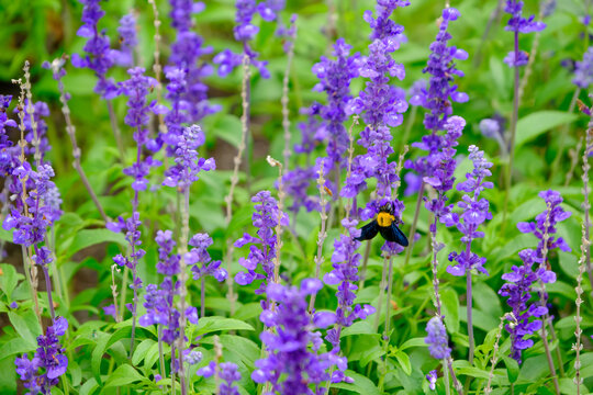 a vivid carpenter bee feeding nectar from small purple delphinium flower in wild garden field