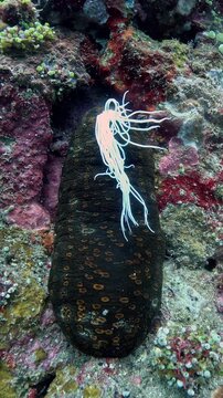 Leopard sea cucumber Bohadschia argus releasing Cuvierian tubules in defense, rare real-time macro behavior in 4K UHD footage with ambient sound and detailed texture